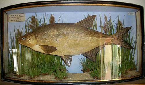 Bream[1].jpg